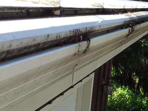 Pine Needles, Hornet Nests, and Leaves Clog Gutters