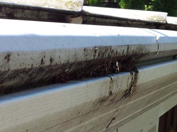 Gutter Guard Clogging Madison