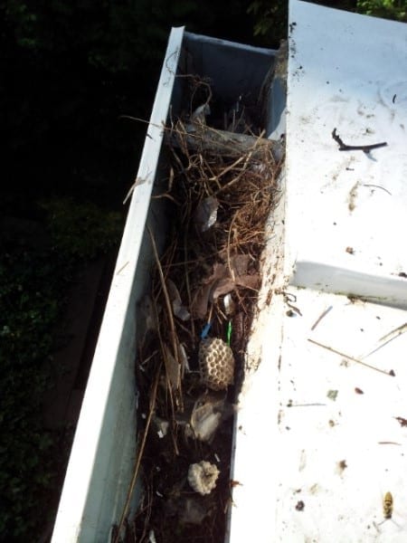 Hornet Nest in Gutter Guard